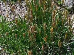 Plantago alpina
