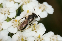 Andrena