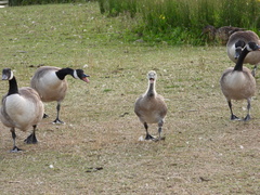 Branta canadensis