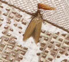 Holcocera immaculella