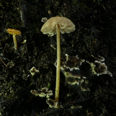 Laccaria masoniae