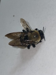 Xylocopa virginica