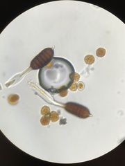 Phragmidium tuberculatum