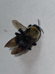 Xylocopa virginica