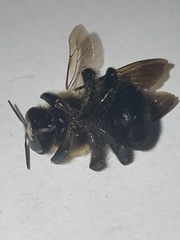 Xylocopa virginica