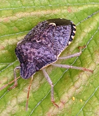 Holcostethus abbreviatus