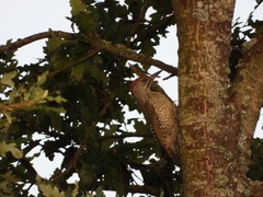 Picus viridis