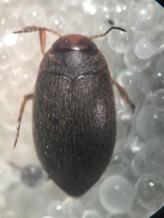 Hydroporus erythrocephalus