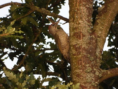 Picus viridis