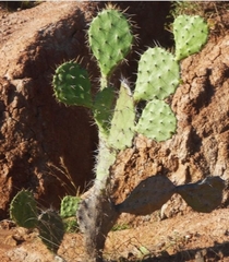 Opuntia schumannii