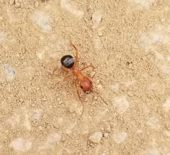 Formica integroides