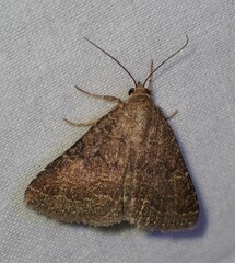 Matigramma pulverilinea