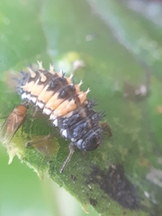 Harmonia axyridis