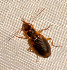 Cymindis limbata