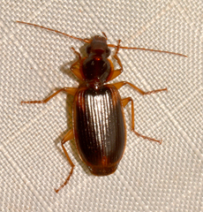 Cymindis limbata
