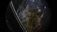 Ecdyonurus