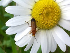 Rhagonycha fulva