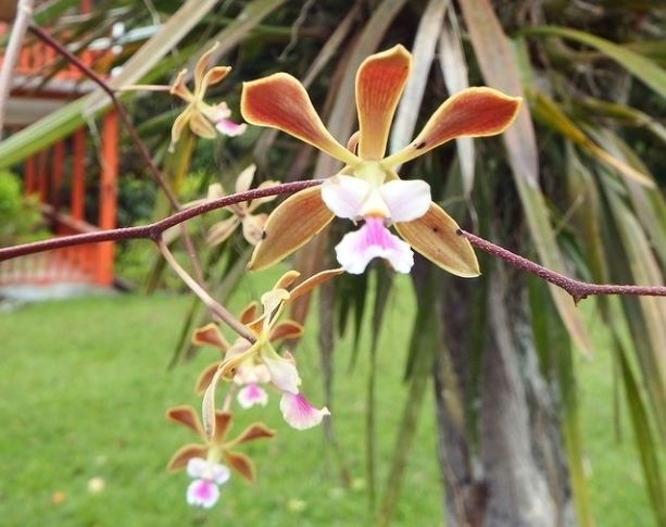 Encyclia replicata (Lindl. & Paxton) Schltr. 2