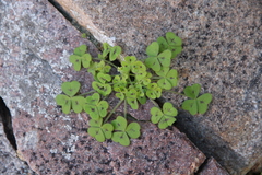 Oxalis hirsutibulba