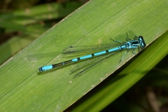 Coenagrion puella