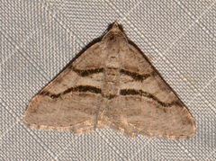 Digrammia continuata