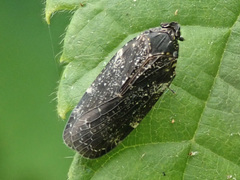 Cixidia confinis