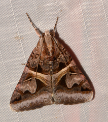 Drasteria grandirena