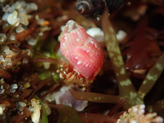 Eulithidium