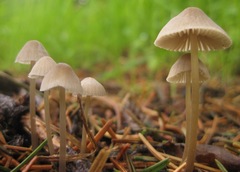 Mycena