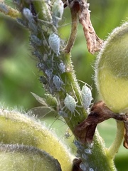 Macrosiphum albifrons