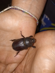 Oryctes nasicornis