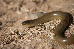 Acontias gracilicauda