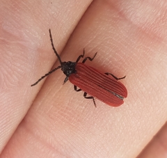 Pyropterus nigroruber