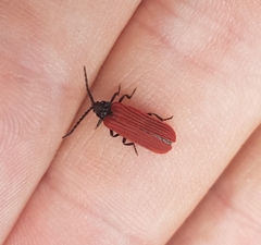 Pyropterus nigroruber