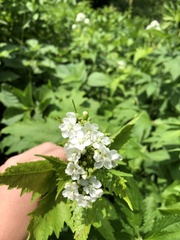 Napaea dioica