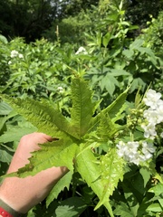 Napaea dioica
