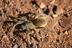 Brachionopus