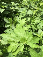 Napaea dioica