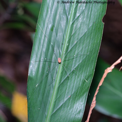 Pseudogagrella splendens