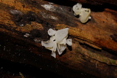 Physalacria australiensis