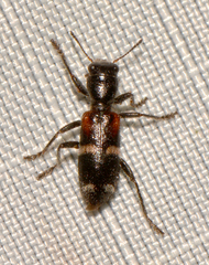 Enoclerus nigrifrons