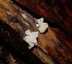 Physalacria australiensis