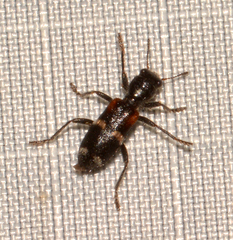 Enoclerus nigrifrons