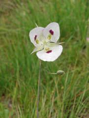 Calochortus eurycarpus