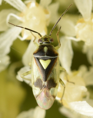 Orthops campestris