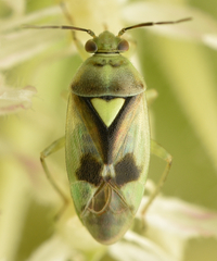 Orthops campestris