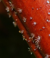 Hispidula dicksoniae