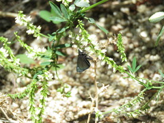 Pholisora