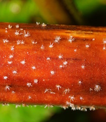 Hispidula dicksoniae