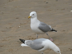 Larus argentatus